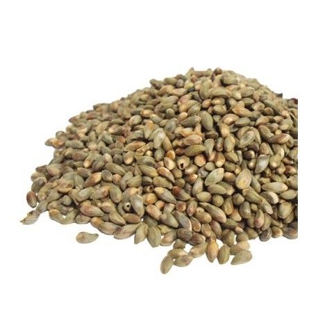 PIÑON DE CIPRES PEQUEÑO