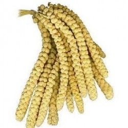 Panizo Amarillo en Rama ( paniset espiga )