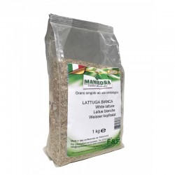 Lechuga Blanca Extra Manitoba 1 kg.