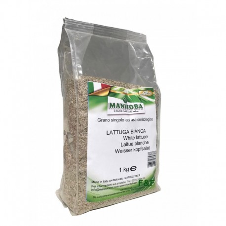 Lechuga Blanca Extra Manitoba 1 kg.