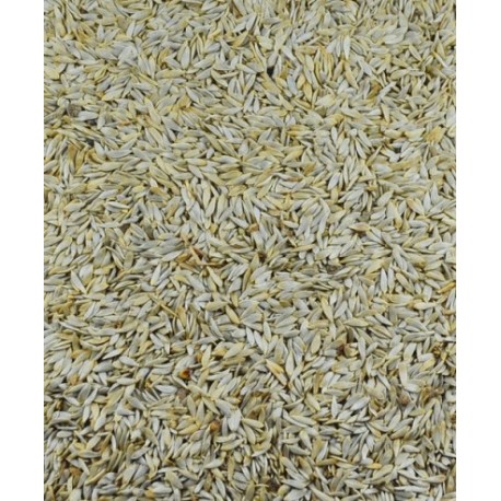 LECHUGA BLANCA CANTO ALEGRE 500 gr.