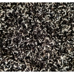 NEGRILLO CANTO ALEGRE ( negrillo niger germinacion )