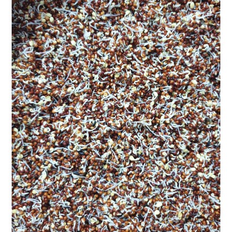 NABINA ROJA ALTA GERMINACION