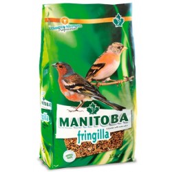 Fringilla Manitoba