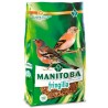 Fringilla Manitoba