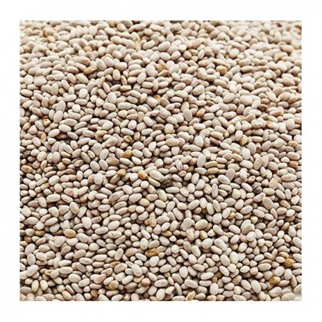 Chia Blanca Hispania Canto alegre ( sin dore )