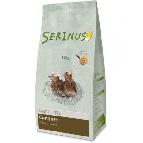 Serinus Papilla Canarios