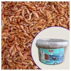 Gammarus Jarad
