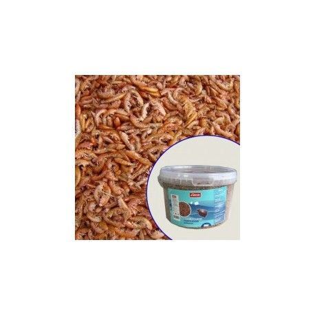 Gammarus Jarad