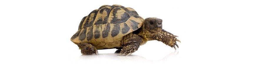 Reptiles