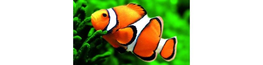 Peces
