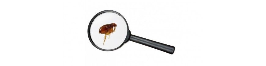 Antiparasitos y tratamientos